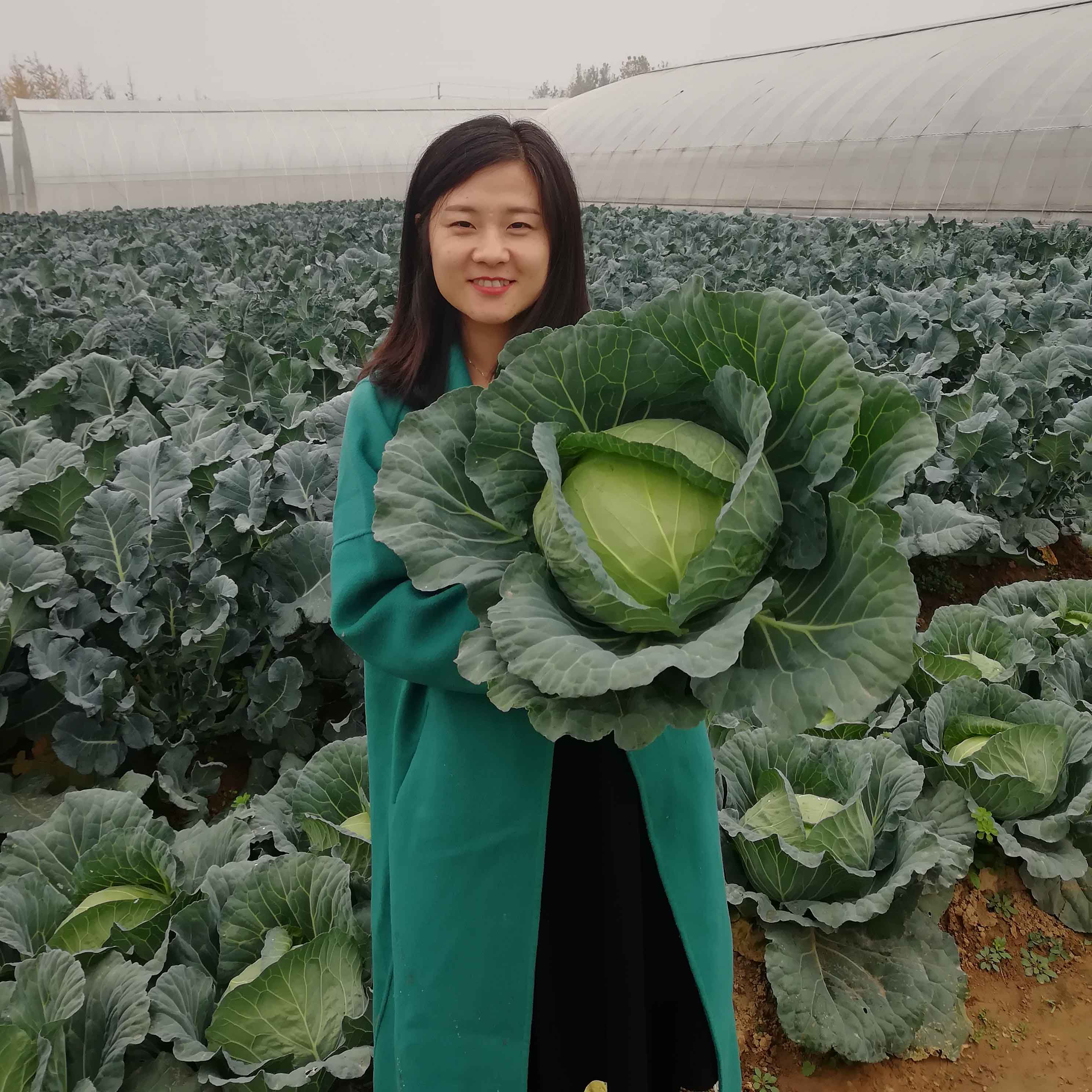 豫藝水果甘藍