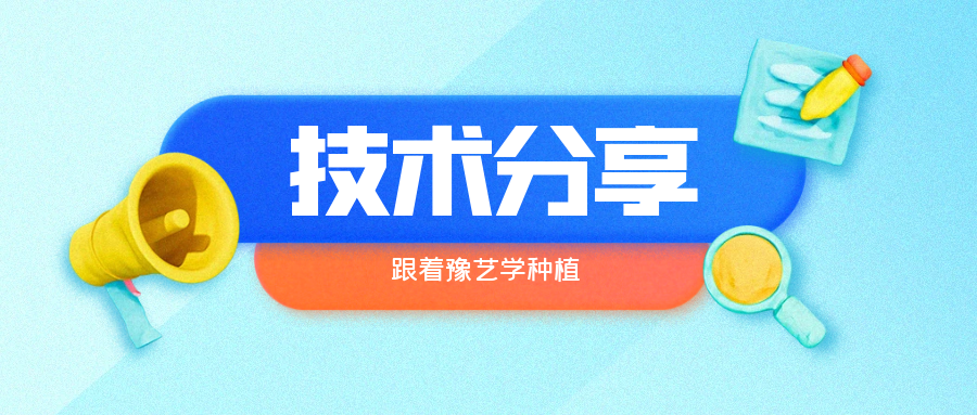 秋大棚辣椒、番茄育苗關鍵技術(shù)分享